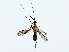  ( - BIOUG85280-F08)  @11 [ ] CreativeCommons - Attribution (2022) CBG Photography Group Centre for Biodiversity Genomics