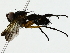  (Actinochaeta Malaise3321 - BIOUG85280-H03)  @11 [ ] CreativeCommons - Attribution (2022) CBG Photography Group Centre for Biodiversity Genomics