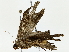  ( - BIOUG85455-H06)  @11 [ ] CreativeCommons - Attribution (2022) CBG Photography Group Centre for Biodiversity Genomics