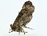  ( - BIOUG85456-B05)  @11 [ ] CreativeCommons - Attribution (2022) CBG Photography Group Centre for Biodiversity Genomics