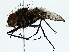  ( - BIOUG85456-C05)  @11 [ ] CreativeCommons - Attribution (2022) CBG Photography Group Centre for Biodiversity Genomics