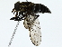 ( - BIOUG85456-C06)  @11 [ ] CreativeCommons - Attribution (2022) CBG Photography Group Centre for Biodiversity Genomics