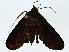  ( - BIOUG85456-F08)  @11 [ ] CreativeCommons - Attribution (2022) CBG Photography Group Centre for Biodiversity Genomics