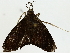  ( - BIOUG85457-C02)  @11 [ ] CreativeCommons - Attribution (2022) CBG Photography Group Centre for Biodiversity Genomics