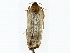  ( - BIOUG85458-D10)  @11 [ ] CreativeCommons - Attribution (2022) CBG Photography Group Centre for Biodiversity Genomics