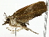  ( - BIOUG85458-E03)  @11 [ ] CreativeCommons - Attribution (2022) CBG Photography Group Centre for Biodiversity Genomics