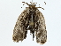  (Antaeotricha BioLep234 - BIOUG85459-A03)  @11 [ ] CreativeCommons - Attribution (2022) CBG Photography Group Centre for Biodiversity Genomics