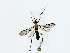  ( - BIOUG85459-C03)  @11 [ ] CreativeCommons - Attribution (2022) CBG Photography Group Centre for Biodiversity Genomics