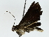  ( - BIOUG89941-G04)  @11 [ ] CreativeCommons - Attribution (2022) CBG Photography Group Centre for Biodiversity Genomics