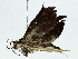  ( - BIOUG89941-G05)  @11 [ ] CreativeCommons - Attribution (2022) CBG Photography Group Centre for Biodiversity Genomics