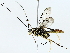  (Diradops cardena - BIOUG89942-D07)  @11 [ ] CreativeCommons - Attribution (2022) CBG Photography Group Centre for Biodiversity Genomics