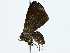  ( - BIOUG89942-F05)  @11 [ ] CreativeCommons - Attribution (2022) CBG Photography Group Centre for Biodiversity Genomics