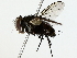 (Argyrochaetona cubanaDHJ03 - BIOUG89942-H03)  @11 [ ] CreativeCommons - Attribution (2022) CBG Photography Group Centre for Biodiversity Genomics