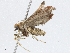  ( - CBG-A04447-C05)  @11 [ ] CreativeCommons - Attribution (2023) CBG Photography Group Centre for Biodiversity Genomics