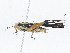  ( - CBG-A04479-C06)  @11 [ ] CreativeCommons - Attribution (2023) CBG Photography Group Centre for Biodiversity Genomics