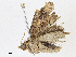  ( - CBG-A04522-C09)  @11 [ ] CreativeCommons - Attribution (2023) CBG Photography Group Centre for Biodiversity Genomics