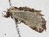  (Metalectra Malaise9816 - CBG-A04523-A11)  @11 [ ] CreativeCommons - Attribution (2023) CBG Photography Group Centre for Biodiversity Genomics