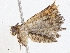  ( - CBG-A04523-B01)  @11 [ ] CreativeCommons - Attribution (2023) CBG Photography Group Centre for Biodiversity Genomics
