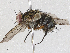  ( - CBG-A04523-B05)  @11 [ ] CreativeCommons - Attribution (2023) CBG Photography Group Centre for Biodiversity Genomics