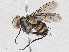  ( - CBG-A04523-B07)  @11 [ ] CreativeCommons - Attribution (2023) CBG Photography Group Centre for Biodiversity Genomics