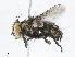  ( - CBG-A04541-C06)  @11 [ ] CreativeCommons - Attribution (2023) CBG Photography Group Centre for Biodiversity Genomics