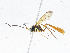  ( - CBG-A04541-G06)  @11 [ ] CreativeCommons - Attribution (2023) CBG Photography Group Centre for Biodiversity Genomics