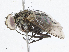  ( - CBG-A04595-A03)  @11 [ ] CreativeCommons - Attribution (2023) CBG Photography Group Centre for Biodiversity Genomics
