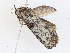  ( - CBG-A05374-A03)  @11 [ ] CreativeCommons - Attribution (2023) CBG Photography Group Centre for Biodiversity Genomics