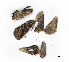  ( - CBG-A05376-A04)  @11 [ ] CreativeCommons - Attribution (2023) CBG Photography Group Centre for Biodiversity Genomics