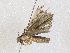 (Nicetas BioLep627 - CBG-A05398-B05)  @11 [ ] CreativeCommons - Attribution (2023) CBG Photography Group Centre for Biodiversity Genomics