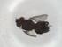  (Phytomyptera Malaise8409 - CBG-A05517-B09)  @11 [ ] CreativeCommons - Attribution (2023) Centre for Biodiversity Genomics Centre for Biodiversity Genomics