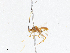  (Aleiodes Malaise8906 - CBG-A04524-C03)  @11 [ ] CreativeCommons - Attribution (2023) CBG Photography Group Centre for Biodiversity Genomics