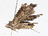  ( - CBG-A04597-H03)  @11 [ ] CreativeCommons - Attribution (2023) CBG Photography Group Centre for Biodiversity Genomics