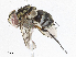  ( - CBG-A04599-A03)  @11 [ ] CreativeCommons - Attribution (2023) CBG Photography Group Centre for Biodiversity Genomics