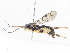  ( - CBG-A04599-C05)  @11 [ ] CreativeCommons - Attribution (2023) CBG Photography Group Centre for Biodiversity Genomics