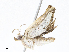  ( - CBG-A04601-A09)  @11 [ ] CreativeCommons - Attribution (2023) CBG Photography Group Centre for Biodiversity Genomics