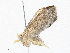  ( - CBG-A04601-B06)  @11 [ ] CreativeCommons - Attribution (2023) CBG Photography Group Centre for Biodiversity Genomics