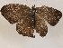  ( - CBG-A05377-A04)  @11 [ ] CreativeCommons - Attribution (2023) CBG Photography Group Centre for Biodiversity Genomics