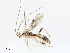  (Aleiodes Malaise8818 - CBG-A06246-D02)  @11 [ ] CreativeCommons - Attribution (2023) CBG Photography Group Centre for Biodiversity Genomics