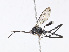  ( - CBG-A07083-F12)  @11 [ ] CreativeCommons - Attribution Share - Alike (2023) CBG Photography Group Centre for Biodiversity Genomics