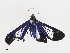  (Phostria Malaise0008 - CBG-A07084-D02)  @11 [ ] CreativeCommons - Attribution Share-Alike (2023) CBG Photography Group Centre for Biodiversity Genomics