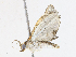  ( - CBG-A07085-G02)  @11 [ ] CreativeCommons - Attribution Share - Alike (2023) CBG Photography Group Centre for Biodiversity Genomics