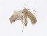  ( - CBG-A08745-G10)  @11 [ ] CreativeCommons - Attribution Share - Alike (2023) CBG Photography Group Centre for Biodiversity Genomics