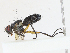 ( - CBG-A08746-D04)  @11 [ ] CreativeCommons - Attribution Share - Alike (2023) CBG Photography Group Centre for Biodiversity Genomics