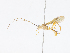  ( - CBG-A08747-D07)  @11 [ ] CreativeCommons - Attribution Share-Alike (2023) CBG Photography Group Centre for Biodiversity Genomics