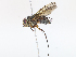 ( - CBG-A08782-G03)  @11 [ ] CreativeCommons - Attribution Share - Alike (2023) CBG Photography Group Centre for Biodiversity Genomics