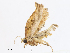  ( - CBG-A08783-A04)  @11 [ ] CreativeCommons - Attribution Share - Alike (2023) CBG Photography Group Centre for Biodiversity Genomics