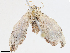  (Scopula Malaise7059 - CBG-A08783-E01)  @11 [ ] CreativeCommons - Attribution Share - Alike (2023) CBG Photography Group Centre for Biodiversity Genomics