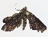  ( - CBG-A13201-D01)  @11 [ ] CreativeCommons - Attribution Share - Alike (2023) CBG Photography Group Centre for Biodiversity Genomics