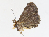  (Natada Malaise1764 - CBG-A13201-F01)  @11 [ ] CreativeCommons - Attribution Share - Alike (2023) CBG Photography Group Centre for Biodiversity Genomics